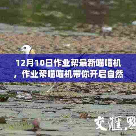 作业帮喵喵机带你开启自然秘境之旅,最新产品带你寻找内心的平和与宁静(12月10日)