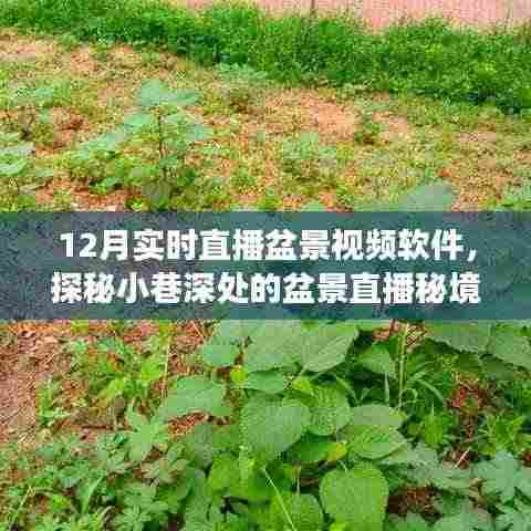 探秘盆景秘境,十二月实时直播小巷深处的自然邂逅