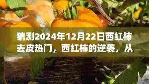 西红柿的逆袭之路,从皮到心,共同蜕变的旅程(预测热门话题,日期,2024年12月22日)