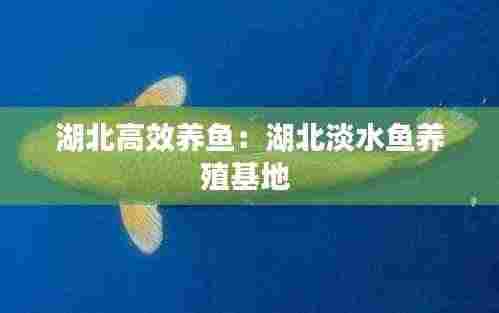 湖北高效养鱼：湖北淡水鱼养殖基地 