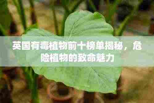 英国有毒植物前十榜单揭秘,危险植物的致命魅力