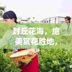 封丘花海,绝美赏花胜地,畅游春光无限!