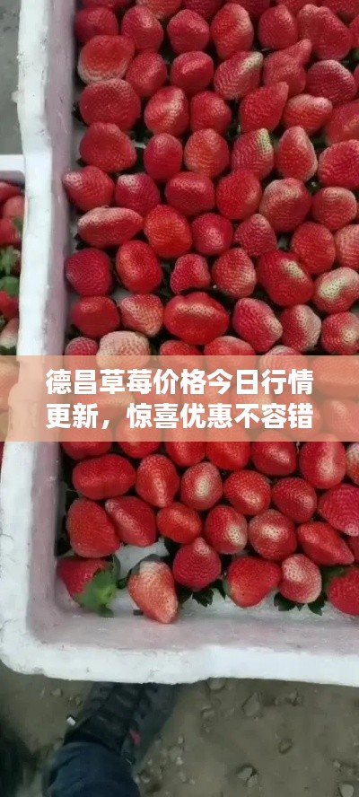 德昌草莓价格今日行情更新,惊喜优惠不容错过!