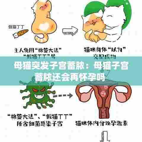 母猫突发子宫蓄脓:母猫子宫蓄脓还会再怀孕吗