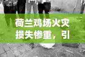 荷兰鸡场火灾损失惨重,引发社会关注热议