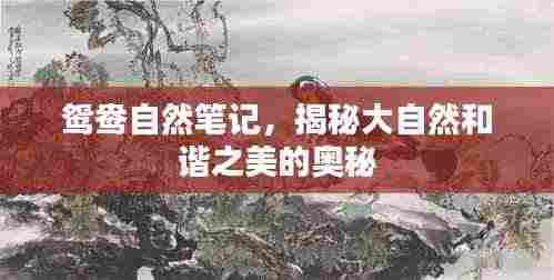 鸳鸯自然笔记,揭秘大自然和谐之美的奥秘