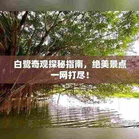 白鹭奇观探秘指南，绝美景点一网打尽！