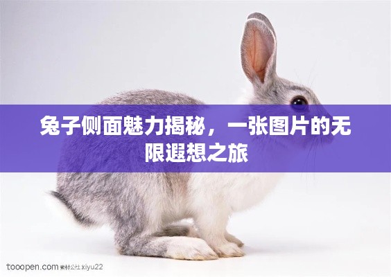 兔子侧面魅力揭秘,一张图片的无限遐想之旅