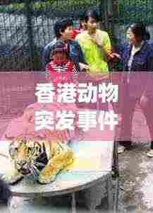 香港动物突发事件,考验与反思的启示