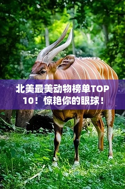 北美最美动物榜单TOP10！惊艳你的眼球！