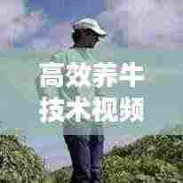 高效养牛技术视频教程,迈向现代化畜牧业的秘诀之路