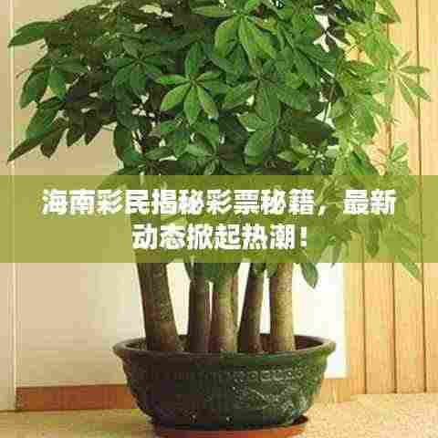 海南彩民揭秘彩票秘籍,最新动态掀起热潮!