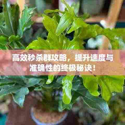 高效秒杀群攻略,提升速度与准确性的终极秘诀!